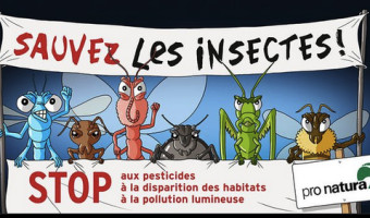 L'effondrement des insectes : un déclin silencieux aux conséquences colissales